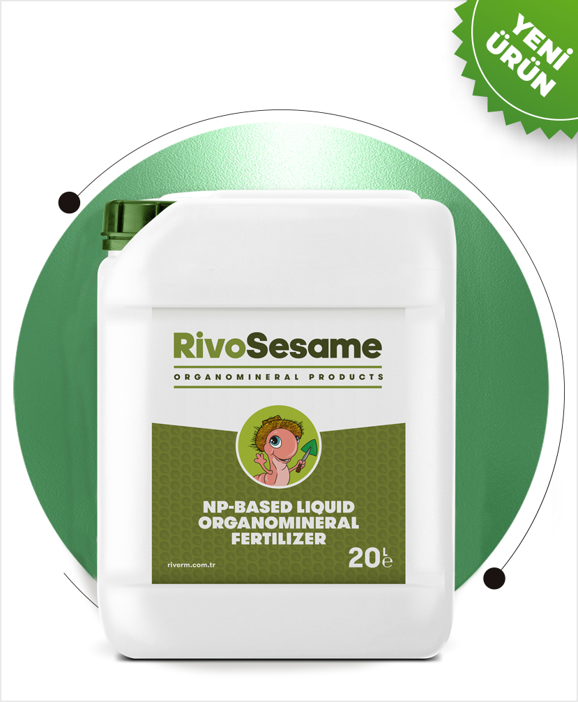 RİVO SESAME